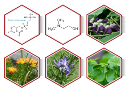 Brain-C13 Ingredients