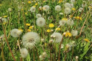 Dandelion